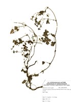 藏品(牻牛兒苗)的圖片